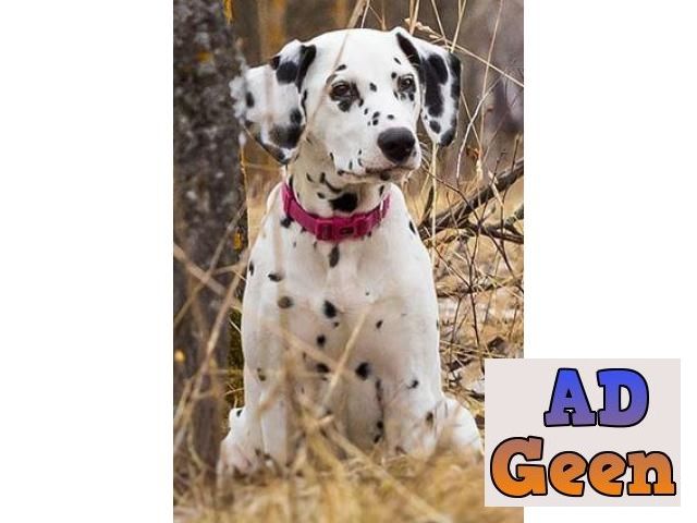 used 9971331250 Dalmation Pups For Sale for sale 